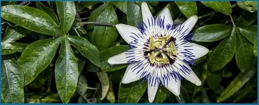 Passionflower1 (1)