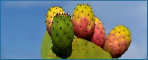 Prickly-Pear1 (1)