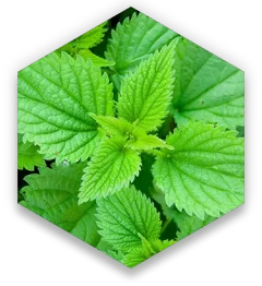 hex-nettle