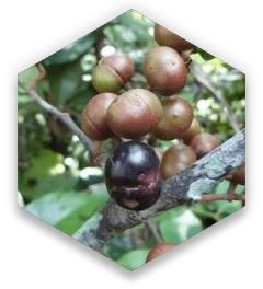 hex-pygeum