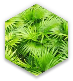 hex-saw-palmetto
